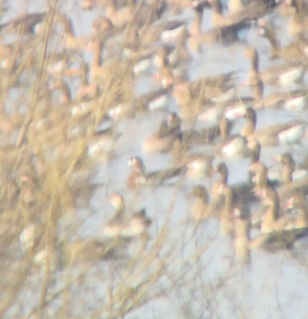 bernikla rdzawoszyja  - Bartosz Ziała