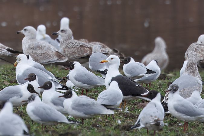 mewa żółtonoga (ssp. fuscus)  - Adam Raciborski
