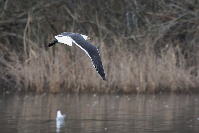 mewa żółtonoga (ssp. fuscus)  - Adam Raciborski