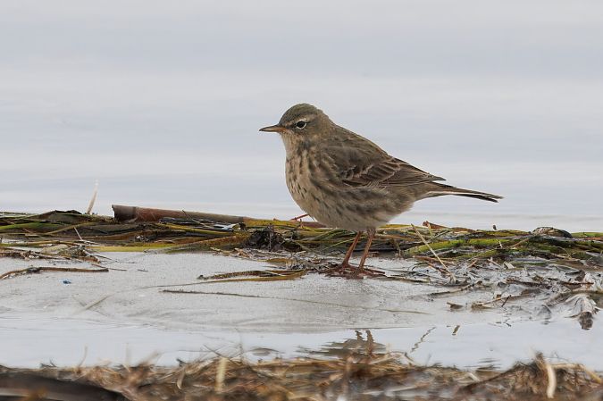Strandpieper  - Adam Raciborski