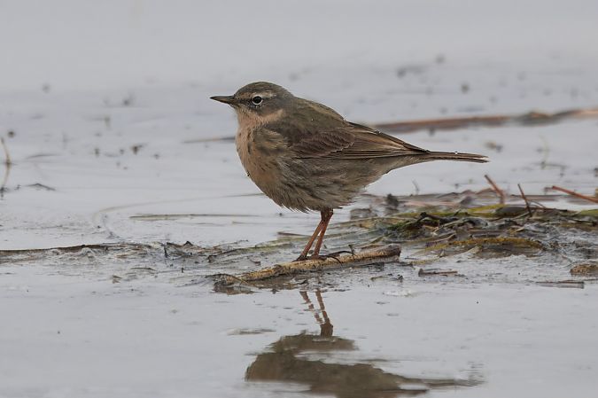 Pipit maritime  - Adam Raciborski