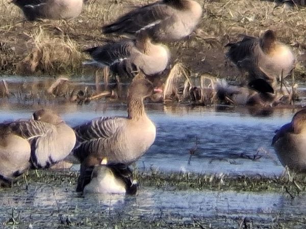 gęś krótkodzioba  - Wojciech Siuda