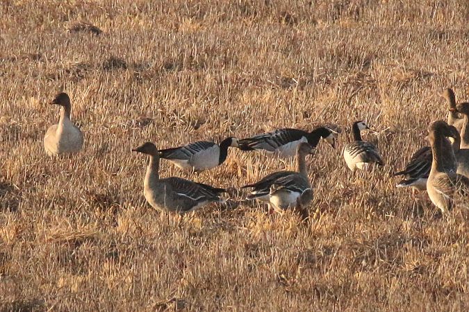 Weisswangengans  - Waldemar Warciarek