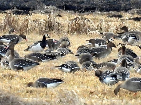 bernikla białolica  - Marek Krawczyk