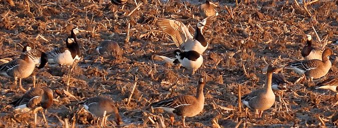 Barnacle Goose  - Marek Krawczyk