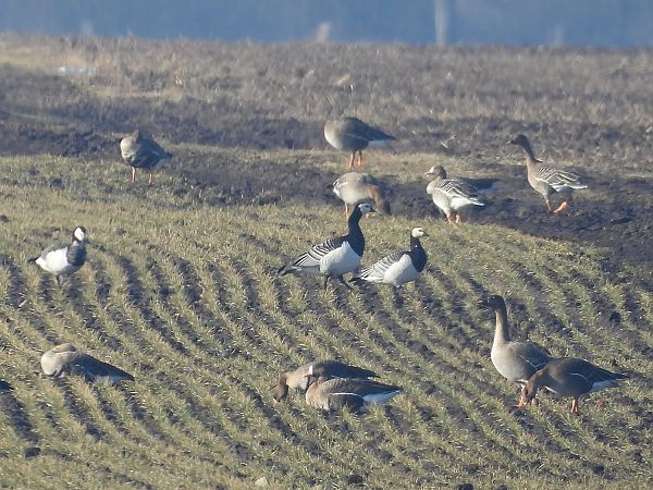 Bernache nonnette  - Marek Krawczyk