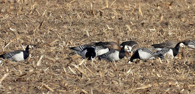 Weisswangengans  - Marek Krawczyk