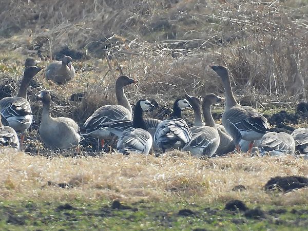 bernikla białolica  - Marek Krawczyk