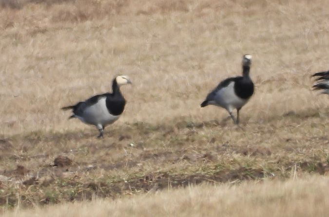 Weisswangengans  - Wojciech Łapiński