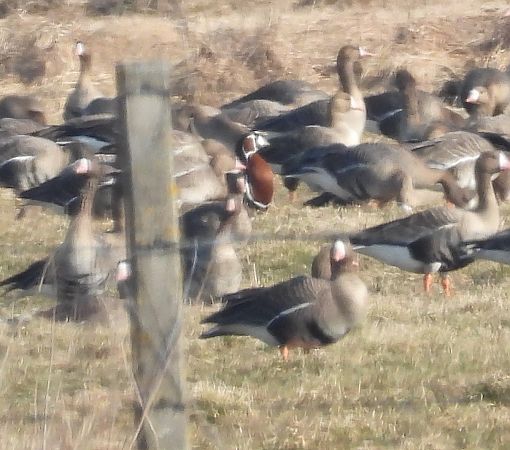 bernikla rdzawoszyja  - Wojciech Łapiński