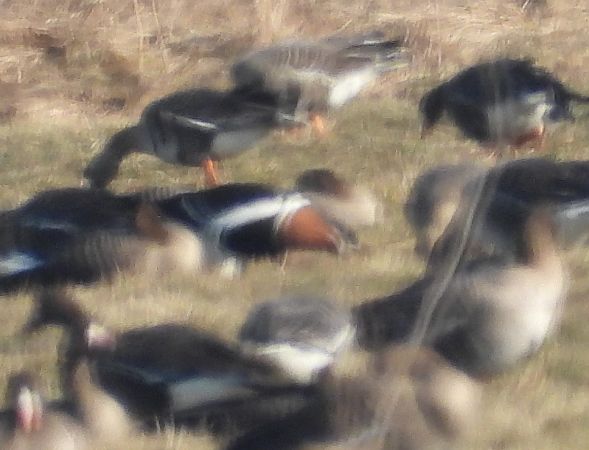 bernikla rdzawoszyja  - Wojciech Łapiński