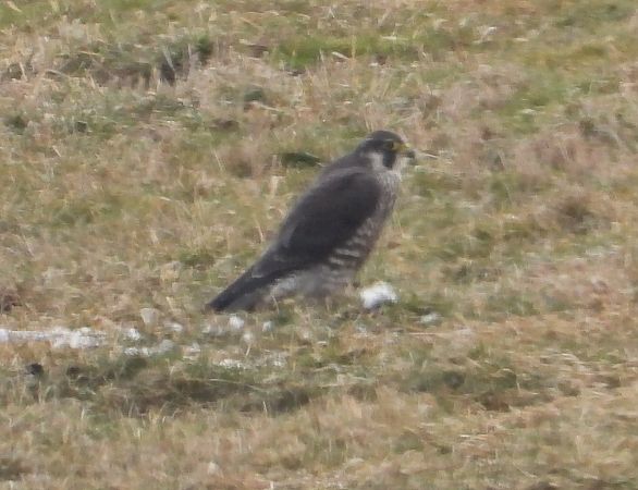 sokół wędrowny  - Wojciech Łapiński