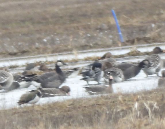gęś Anser sp. x bernikla Branta sp.  - Wojciech Łapiński