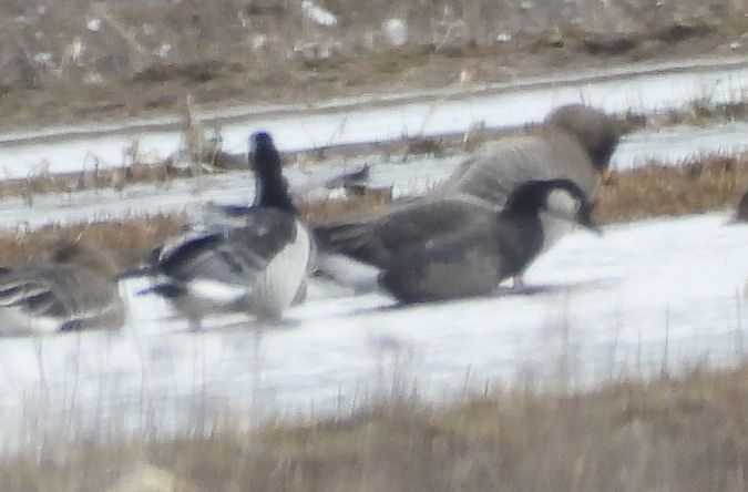 gęś Anser sp. x bernikla Branta sp.  - Wojciech Łapiński