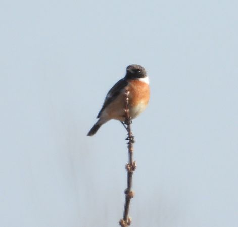 kląskawka  - Wojciech Łapiński