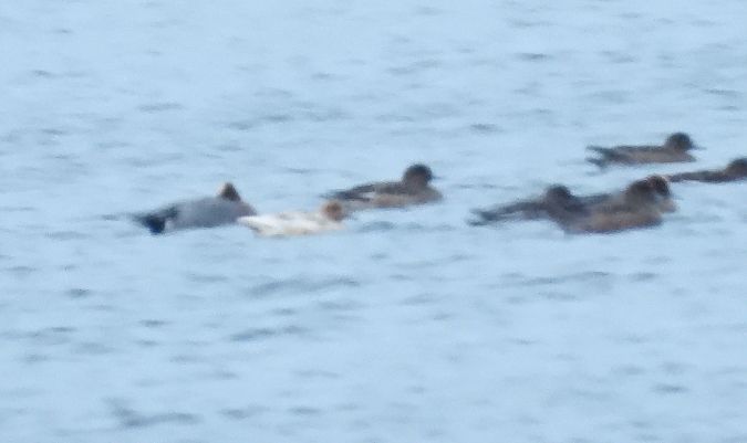 świstun  - Wojciech Łapiński