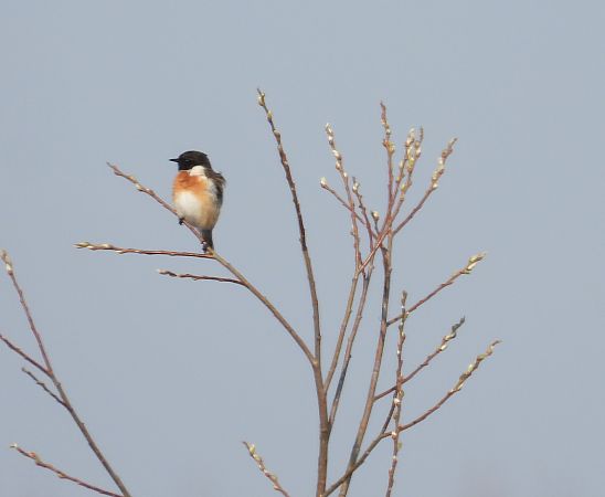 kląskawka  - Wojciech Łapiński