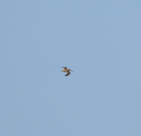 bekasik  - Wojciech Łapiński