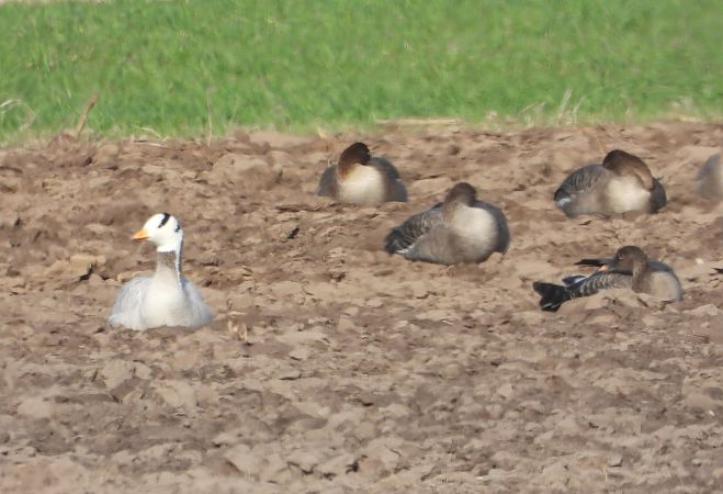 gęś tybetańska  - Wojciech Łapiński