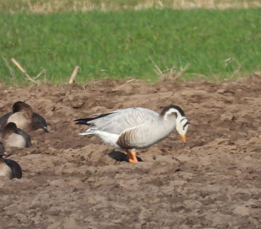 gęś tybetańska  - Wojciech Łapiński