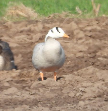 gęś tybetańska  - Wojciech Łapiński