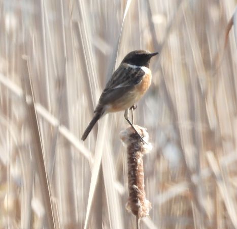 kląskawka  - Wojciech Łapiński