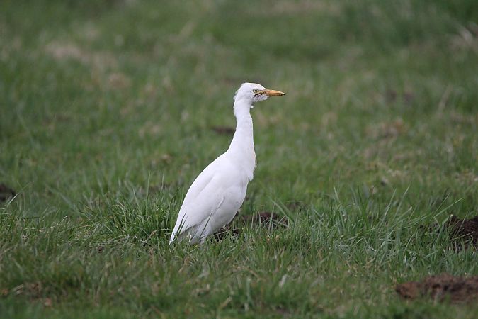 czapla złotawa  - Piotr Wal