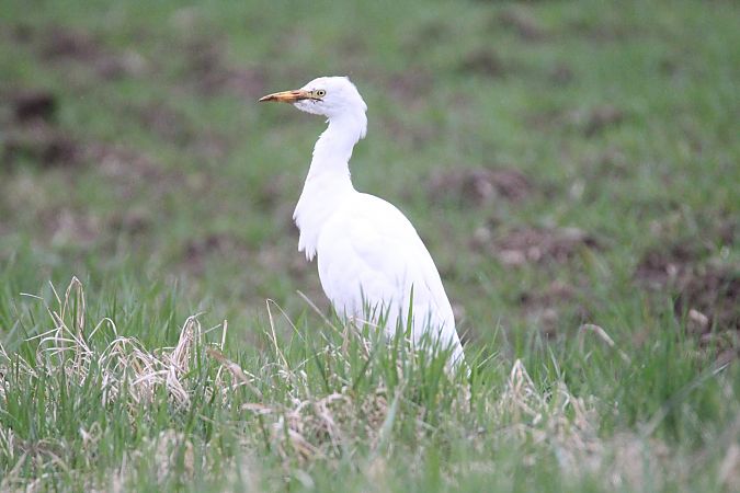 czapla złotawa  - Piotr Wal