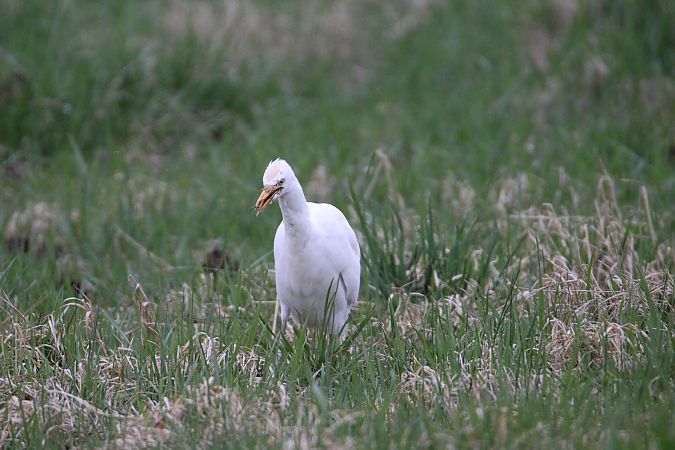 czapla złotawa  - Piotr Wal