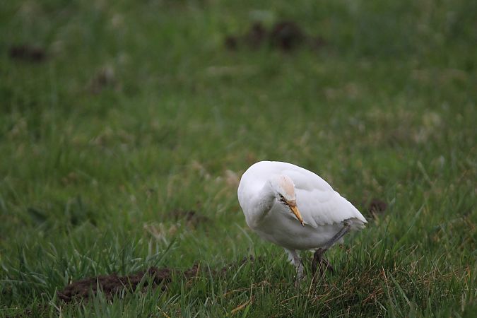 czapla złotawa  - Piotr Wal