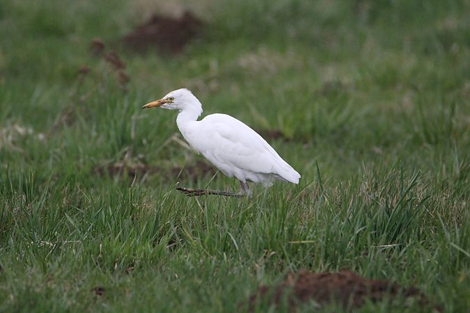 czapla złotawa  - Piotr Wal