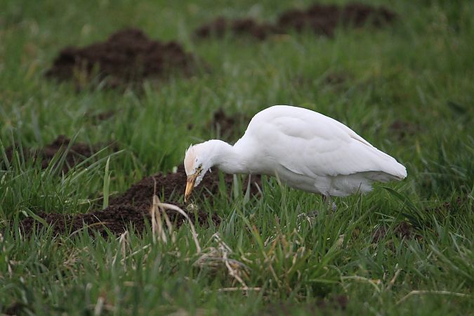 czapla złotawa  - Piotr Wal