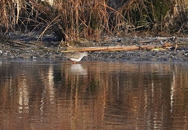 krwawodziób  - Andrzej Chwierut