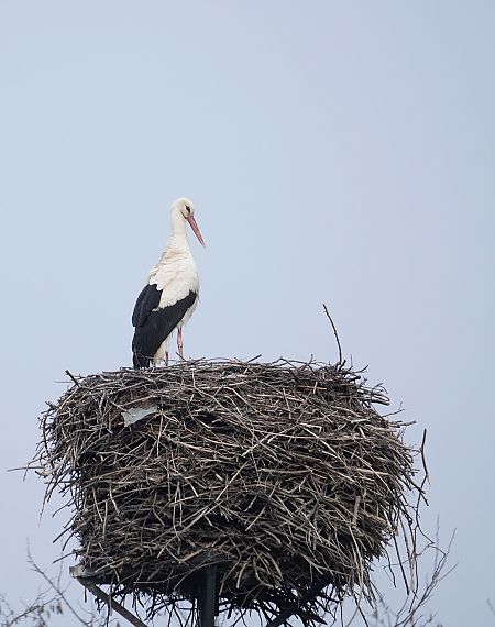 bocian biały  - Andrzej Chwierut