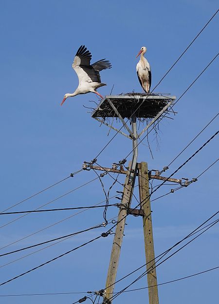 bocian biały  - Andrzej Chwierut