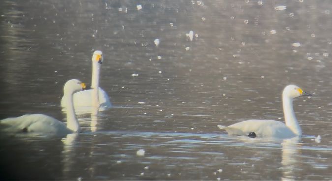 łabędź czarnodzioby  - Artur Andrzejewski