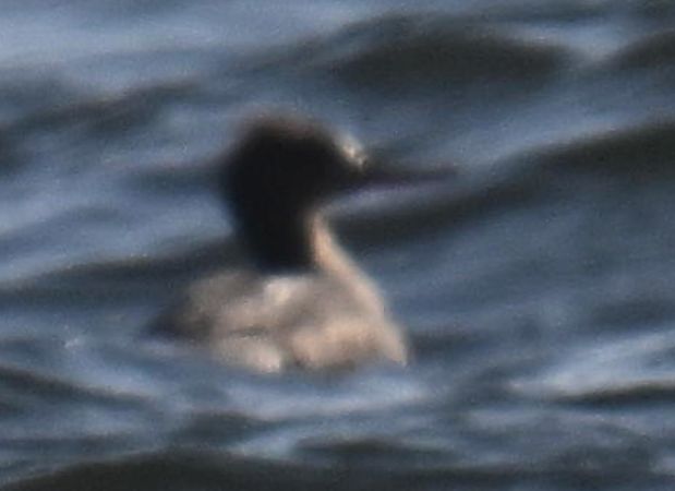 Mittelsäger  - Artur Andrzejewski