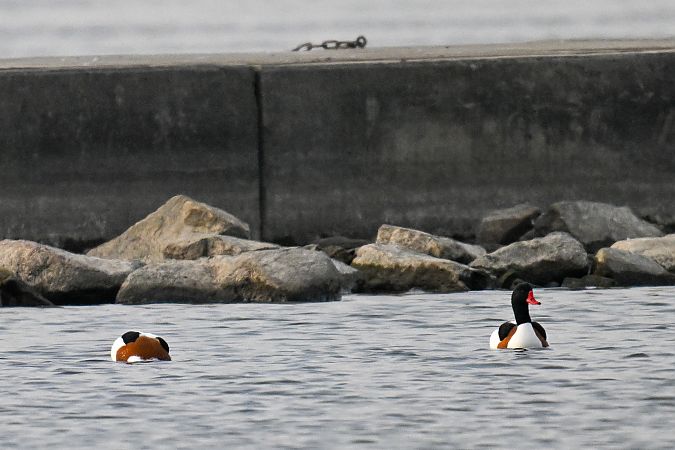 Brandgans  - Artur Andrzejewski
