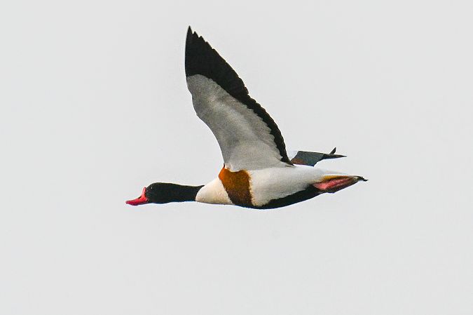 Brandgans  - Artur Andrzejewski