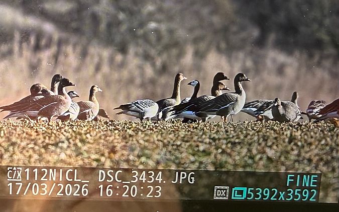 bernikla białolica  - Artur Andrzejewski