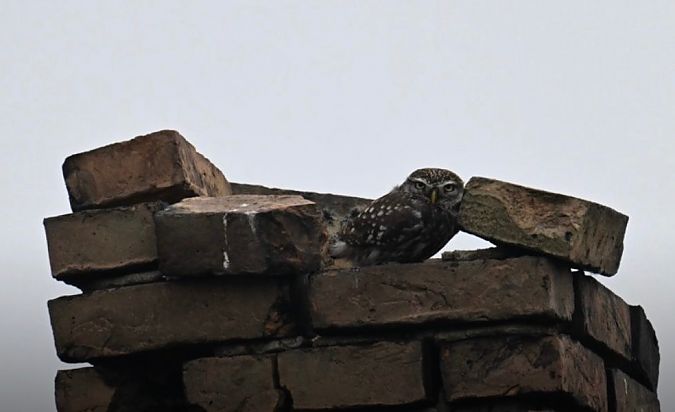 pójdźka  - Artur Andrzejewski