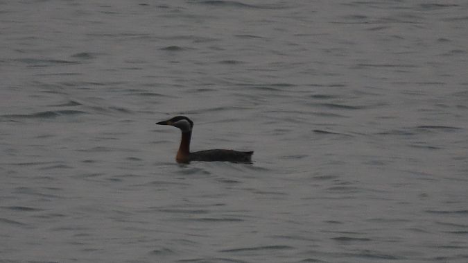 perkoz rdzawoszyi  - Marcin Galus