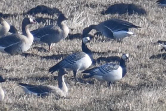 Bernache nonnette  - Paweł Zaniecki