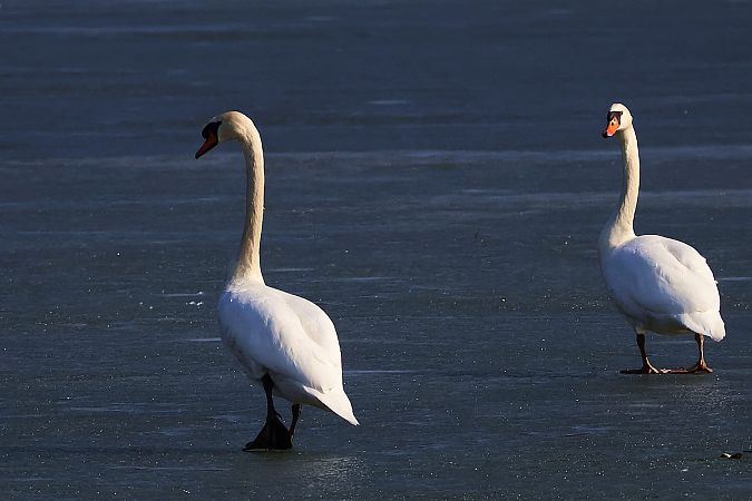 łabędź niemy  - Krzysztof Czajowski