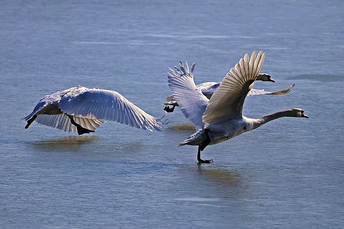 Cygne tuberculé  - Krzysztof Czajowski