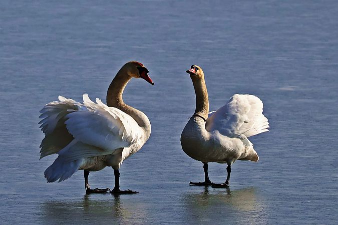 Mute Swan  - Krzysztof Czajowski
