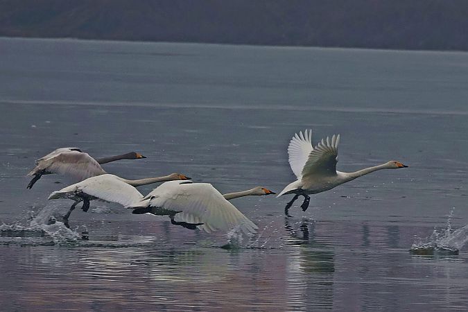 łabędź krzykliwy  - Krzysztof Czajowski