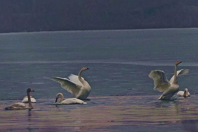 Singschwan  - Krzysztof Czajowski