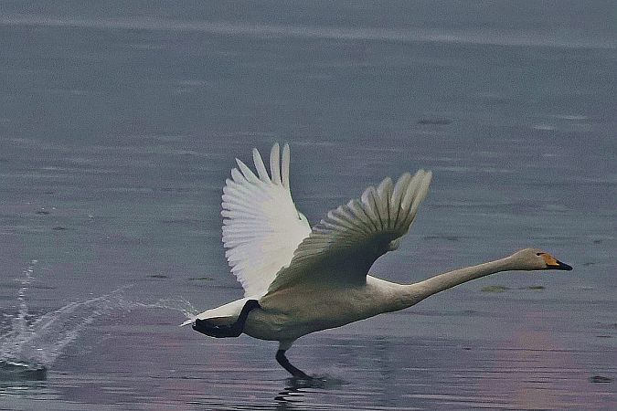 Singschwan  - Krzysztof Czajowski