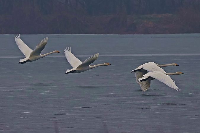 Singschwan  - Krzysztof Czajowski